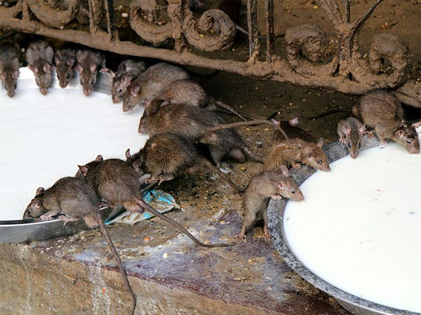 6. ఎలుకలే దేవతలు