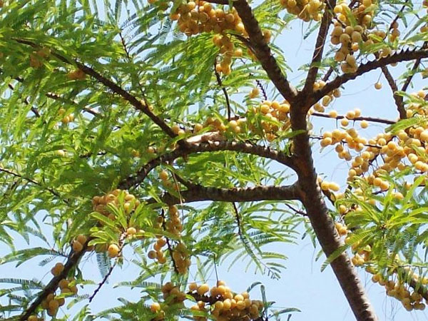 7. ఉసిరి చెట్టు కింద