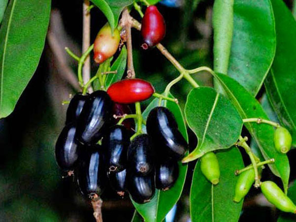 7. నేరేడు చెట్టు రూపంలో