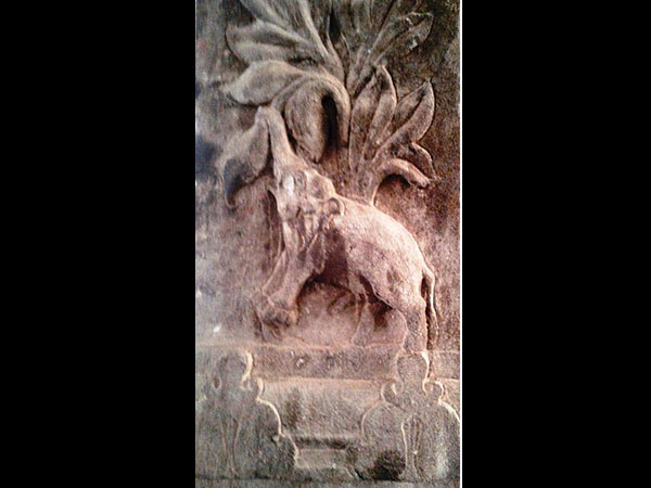 10. సాలీడు, ఏనుగు