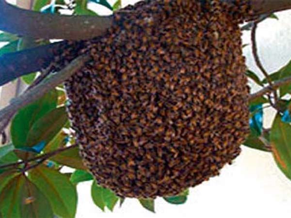 10.ఈ తేనెటీగలు వారిని తరుముతాయి