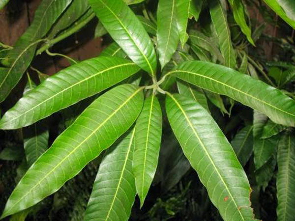 8. చెట్టు ఆకులు