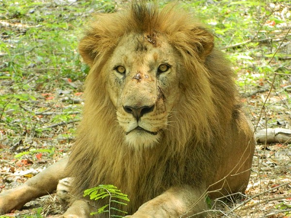 బన్నేర్‌ఘట్ట నేషనల్‌ పార్క్‌