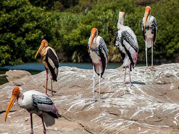 రంగనాతిట్టు