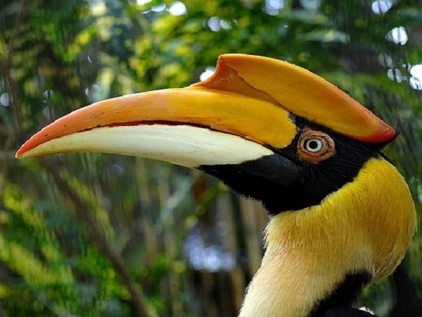 ఇందిరాగాంధీ వన్యప్రాణి అభయారణ్యం