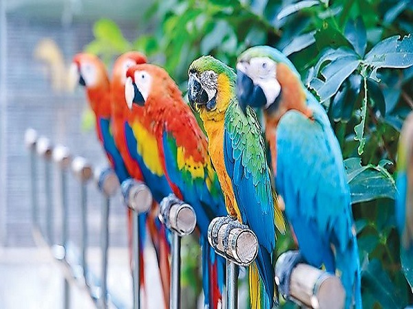 2000 చిలుకమ్మలు ఒకే చోట