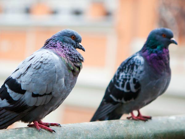 పావురాళ్లు