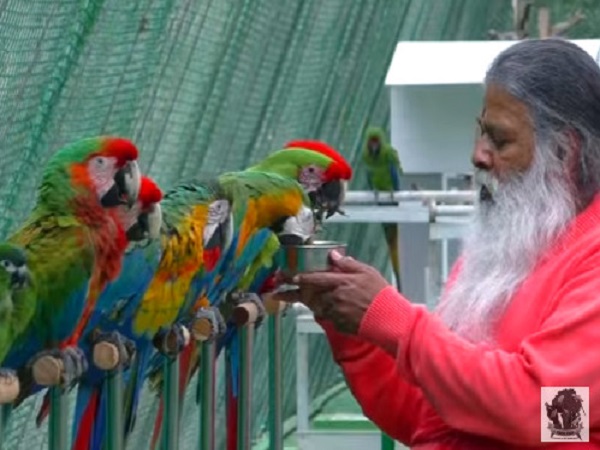 2000 చిలుకమ్మలు ఒకే చోట