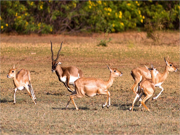 కోడిక్కరై వన్యప్రాణి సంరక్షణ కేంద్రం