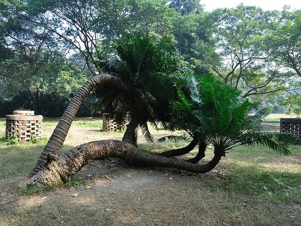 బొటానికల్ గార్డెన్ 