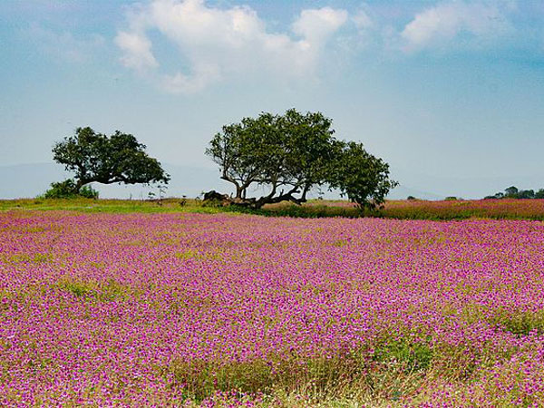 ఫ్లవర్స్ వ్యాలీ