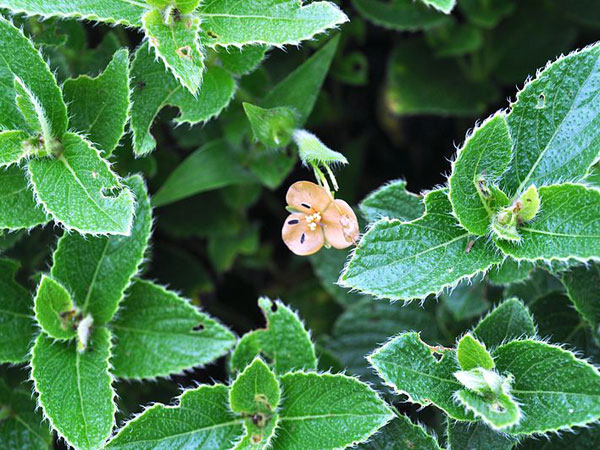 ఫ్లవర్స్ వ్యాలీ