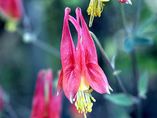 ఫ్లవర్స్ వ్యాలీ