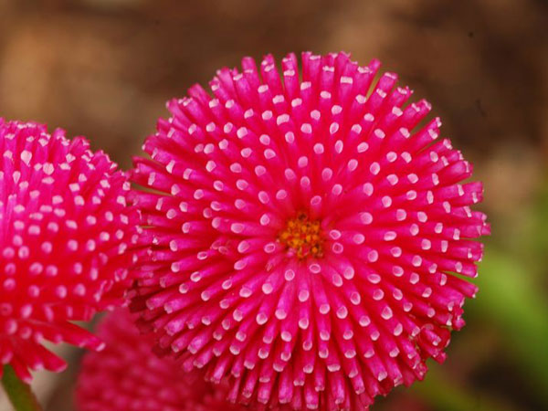 ఫ్లవర్స్ వ్యాలీ