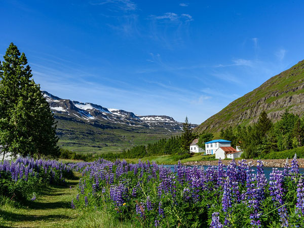 ఫ్లవర్స్ వ్యాలీ