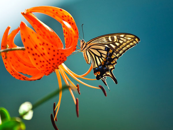 ఫ్లవర్స్ వ్యాలీ