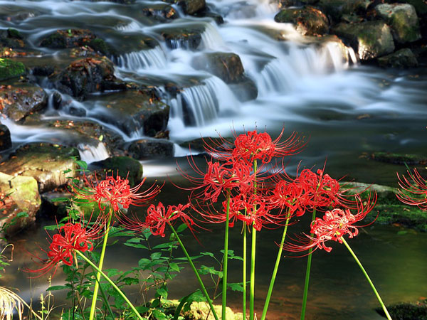 ఫ్లవర్స్ వ్యాలీ