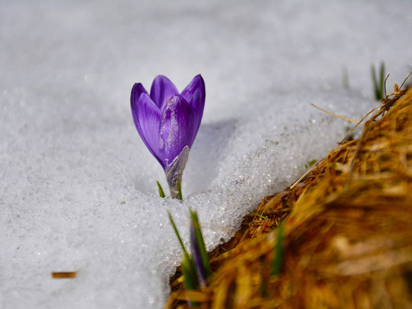 ఫ్లవర్స్ వ్యాలీ