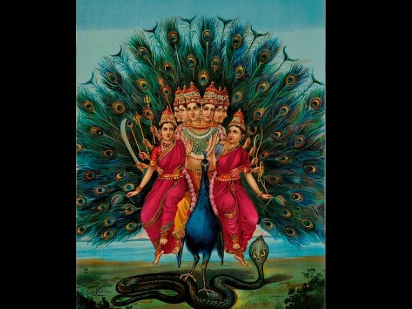 నీల్ కురంజి