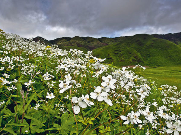 ఫ్లవర్స్ వ్యాలీ