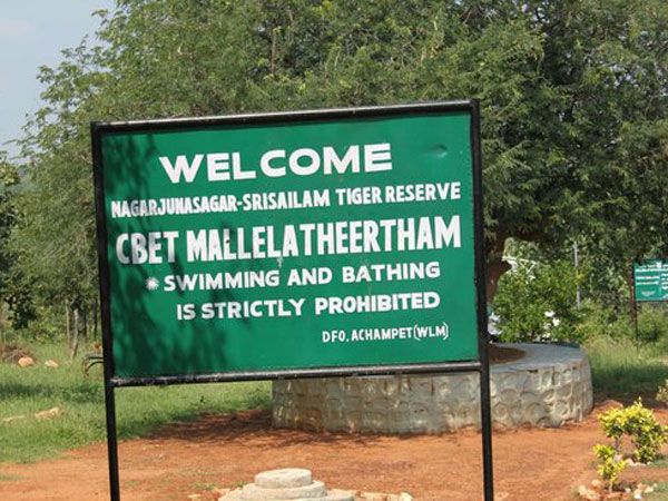 దట్టమైన అటవీ మార్గం