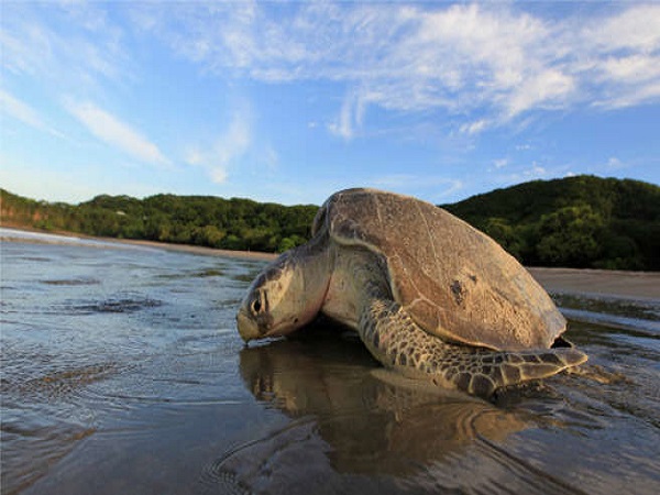 గహిర్మతా సముద్ర వన్యప్రాణుల అభయారణ్యం: