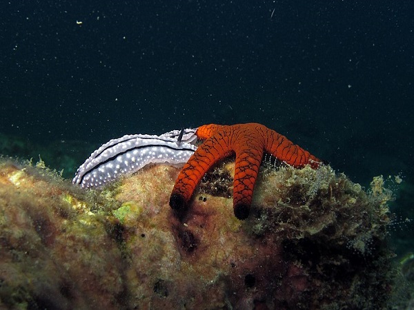 మన్నార్ గల్ఫ్ సముద్ర వన్యప్రాణుల అభయారణ్యం