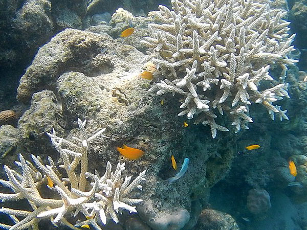 బ్రిటీష్ జనరల్ పేరు