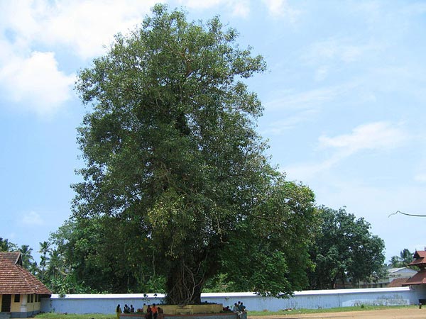 వైకోం మహాదేవ దేవాలయం, కేరళ