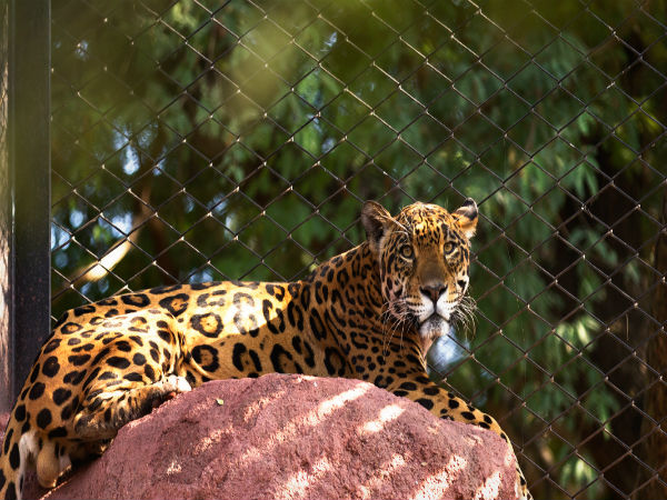 7.నెహ్రు జులాజికల్ పార్క్ లో జంగల్ సవారీ: 