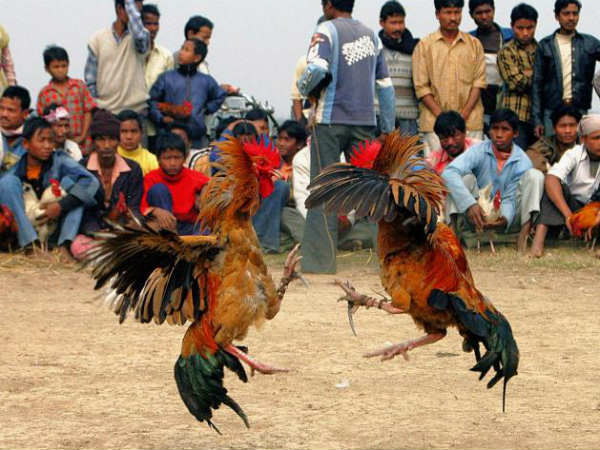 ఈ పందేలను తిలకించేందుకు ప్రజలు ఆసక్తికి కనబరుస్తారు.