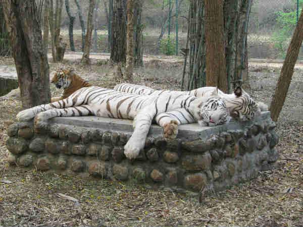 బన్నేరుగట్ట నేషనల్ పార్క్ -బయోలాజికల పార్క్