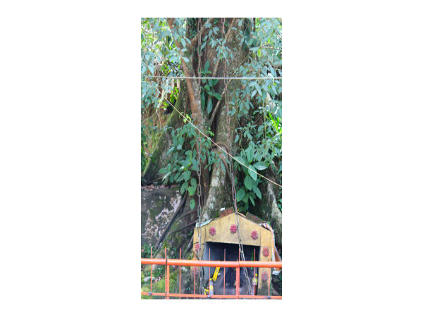 చైన్ ట్రీ, వాయనాడు