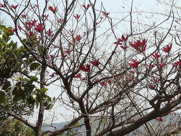 ఇప్పచెట్టు కొమ్మలను రెండు వంచి, రాలిన పువ్వులు