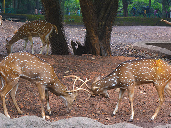 అభయారణ్యం జూ: