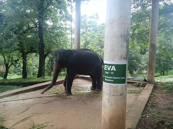 కోడనాండ్ ఎలిఫెంట్ ట్రైనింగ్ సెంటర్: