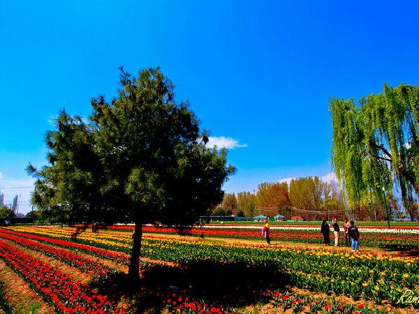 శ్రీనగర్‌: 