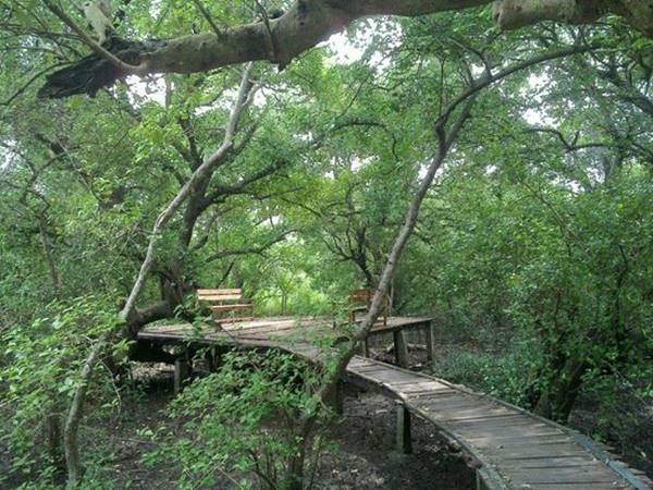 ఈ అడవిలో వివిధ రకాల చెట్లు ముఖ్యంగా నల్లమడ, తెల్ల మడ