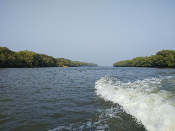 సుందర వనాలు