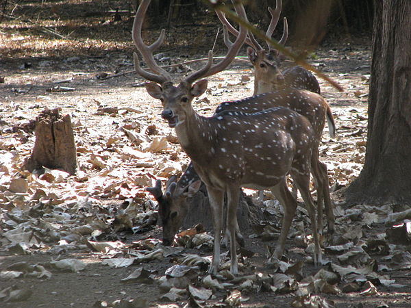 జింకల పార్క్: 