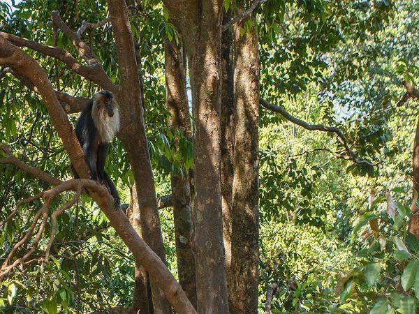 అగుంబే చేరువలోని సోమేశ్వర వన్యప్రాణి అభయారణ్యం
