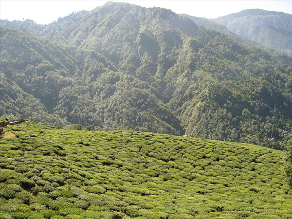 7. డార్జిలింగ్