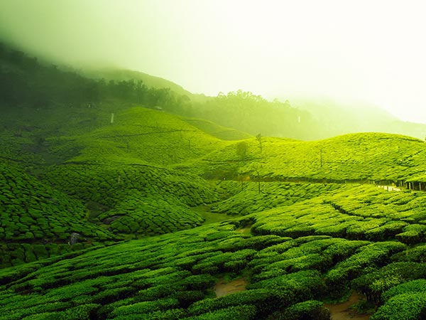 చిక్మగళూర్: