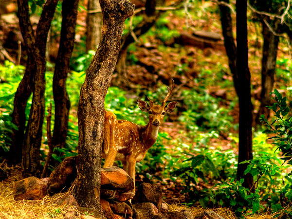 1. భోపాల్