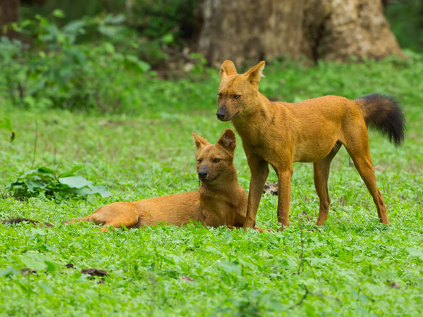 నాగర హోళే
