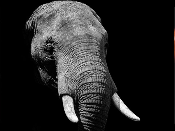 5. అడూర్ గజమెలా