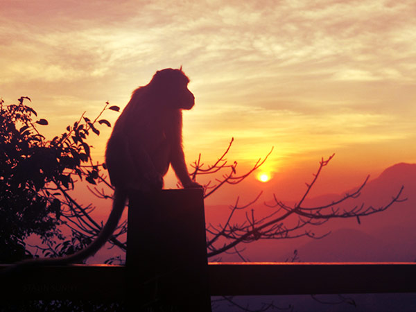 2) వయనాడ్