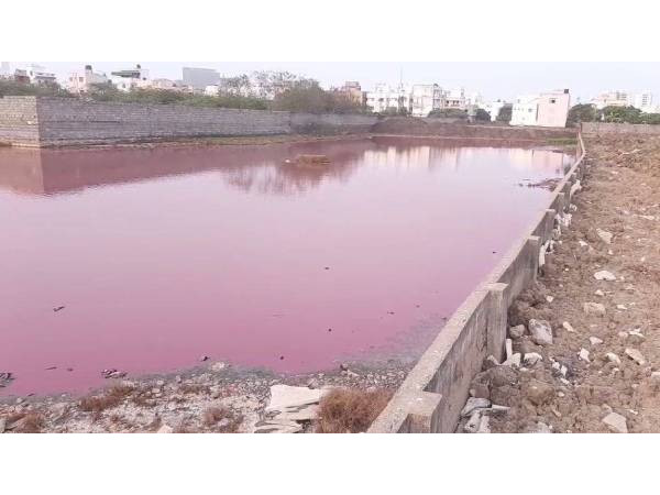 గులాబీ రంగు పువ్వుల తివాచి ప‌రిచిన‌ట్లు..