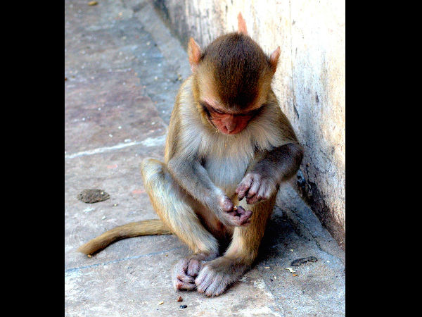 మంకీ టెంపుల్ - జైపూర్