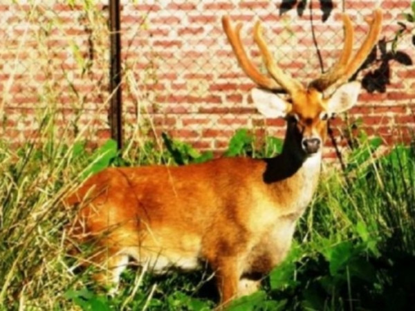 ప్రేర‌ణ‌గా డ్యాన్స్ డీర్..